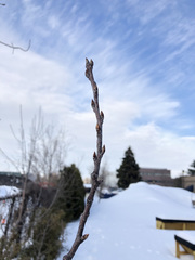Prunus virginiana