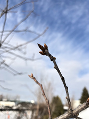 Prunus virginiana