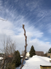 Prunus virginiana