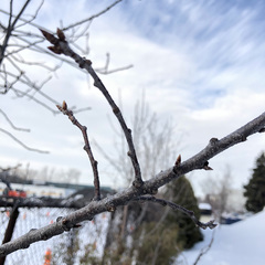 Prunus virginiana