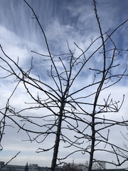 Prunus virginiana