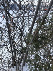 Prunus virginiana