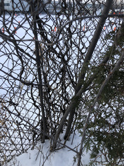 Prunus virginiana