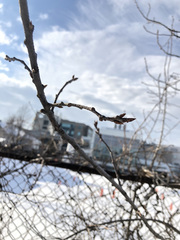 Prunus virginiana