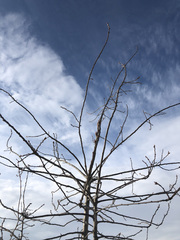 Prunus virginiana