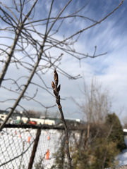 Prunus virginiana