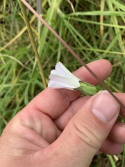Calystegia marginata