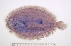 Grammatobothus pennatus
