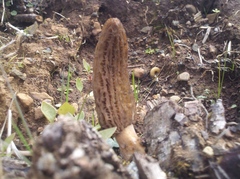 Morchella importuna