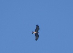 Rostrhamus sociabilis