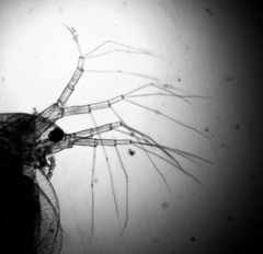 Simocephalus serrulatus