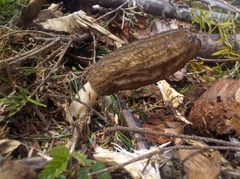 Morchella importuna
