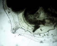 Simocephalus serrulatus