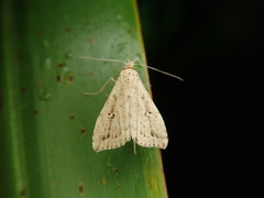 Trigonistis andersoni