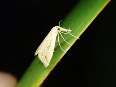 Trigonistis andersoni