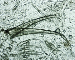 Simocephalus serrulatus