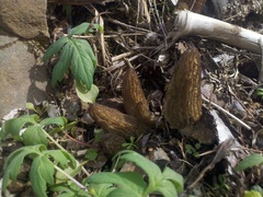 Morchella importuna