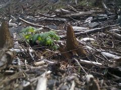 Morchella importuna