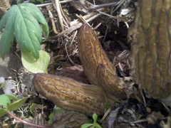 Morchella importuna