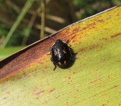 Cermatulus nasalis hudsoni