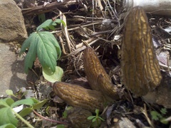 Morchella importuna