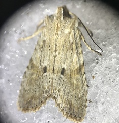 Lithophane patefacta