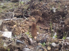 Morchella importuna