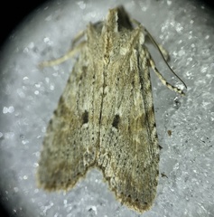 Lithophane patefacta