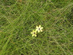 Sisyrinchium conzattii