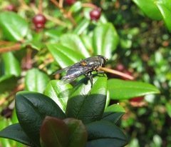 Helophilus hochstetteri