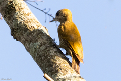 Dryobates passerinus olivinus