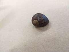 Wainuia