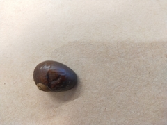 Wainuia
