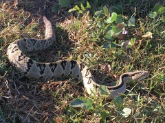Crotalus ehecatl