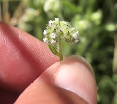 Cryptantha microstachys
