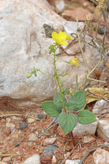 Chylismia parryi