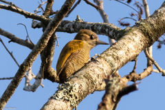 Dryobates passerinus olivinus