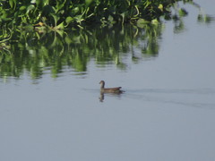 Gallinula galeata