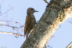 Dryobates passerinus olivinus