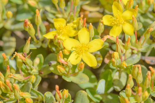 Hypericum scopulorum (Hypericum scopulorum)