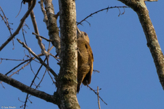 Dryobates passerinus olivinus