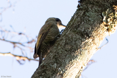 Dryobates passerinus olivinus