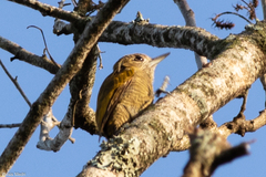 Dryobates passerinus olivinus