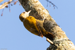 Dryobates passerinus olivinus