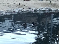 Lophodytes cucullatus