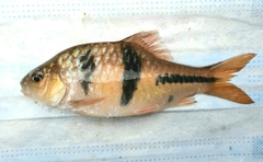 Striuntius lateristriga