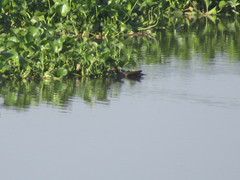 Gallinula galeata