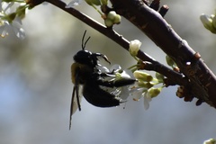 Xylocopa virginica image