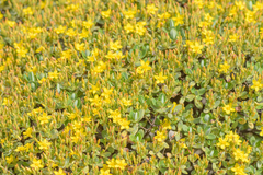 Hypericum scopulorum image