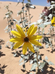 Helianthus niveus tephrodes